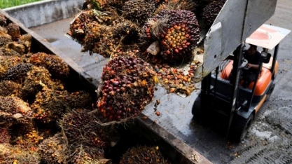 Maior bolsa de óleo de palma do mundo mira futuros de óleo de soja