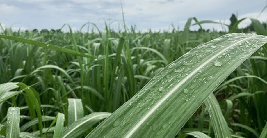 Foto: Banco de dados internet