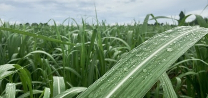 Irrigação está sendo vital para sustentar a produtividade dos piores ambientes neste final de safra