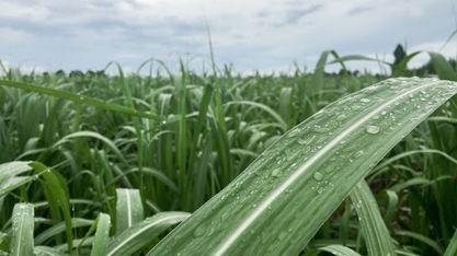 Irrigação está sendo vital para sustentar a produtividade dos piores ambientes neste final de safra