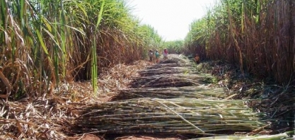 Software da Embrapa avalia sustentabilidade da cana-de-açúcar