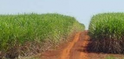 Corteva Agriscience lança inovação para inibir o florescimento e a isoporização da cana-de-açúcar