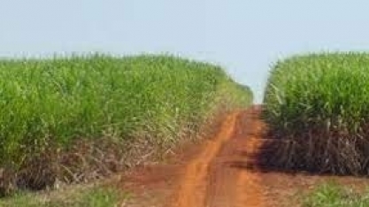 Corteva Agriscience lança inovação para inibir o florescimento e a isoporização da cana-de-açúcar