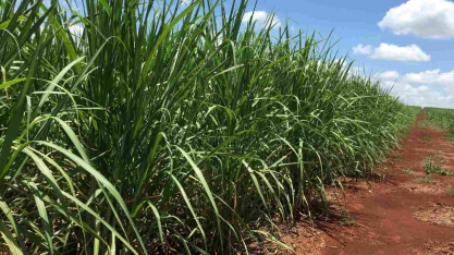 Ministério Público do Trabalho entra com ação para banir herbicida atrazina no Brasil