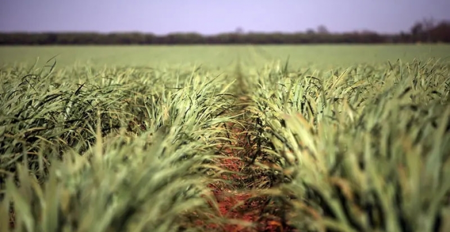 Plantação de cana-de-açúcar: uma das principais culturas do campo no Brasil(Bloomberg/Dado Galdieri)
