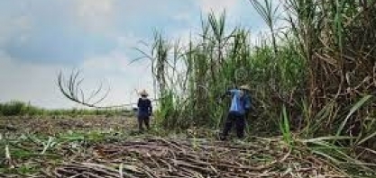 Produção de açúcar branco da Indonésia cai 4% em 2023 ante 2022, diz associação