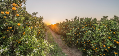 Citrosuco Obtém Empréstimo 'Verde' de US＄ 100 Milhões Vinculado aos seus Compromissos ESG