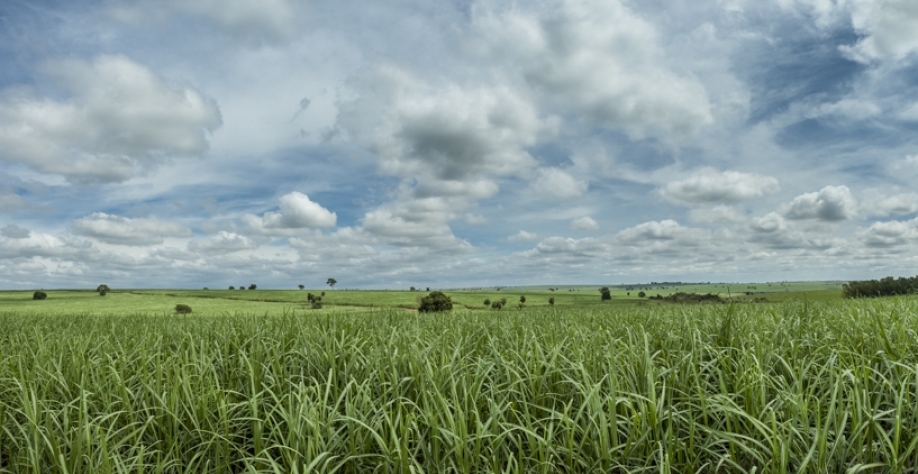 Organominerais vêm se mostrando uma ferramenta promissora, seja na adição de Matéria Orgânica ao solo como também na fertilização de culturas. Foto: Arquivo CanaOnline