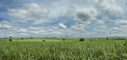 Técnica permite aumento de até 24% na produção de colmos de cana