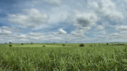 Técnica permite aumento de até 24% na produção de colmos de cana