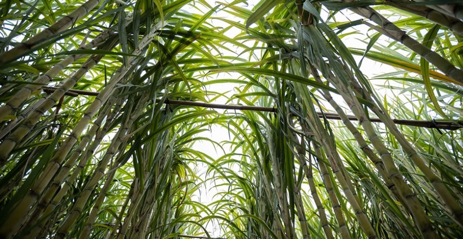 O estudo contribuiu também para determinar o quanto de insumos se perde após a aplicação, ao quantificar o volume não retido pelo sistema agrícola. Foto: Envato