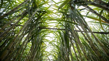 Estudo indica que canaviais brasileiros contaminam menos do que se pensava