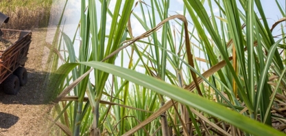 Prejuízo de mais de R＄ 1 bi dos produtores de cana-de-açúcar é confirmado em relatório da ORPLANA