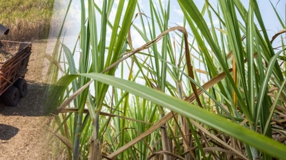 Prejuízo de mais de R＄ 1 bi dos produtores de cana-de-açúcar é confirmado em relatório da ORPLANA