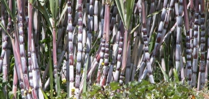 Setor sucroalcooleiro tem maior participação nas exportações do agro de SP
