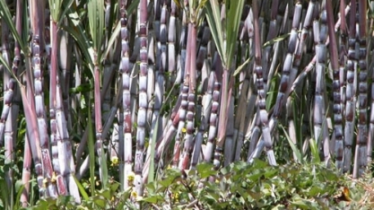 Setor sucroalcooleiro tem maior participação nas exportações do agro de SP