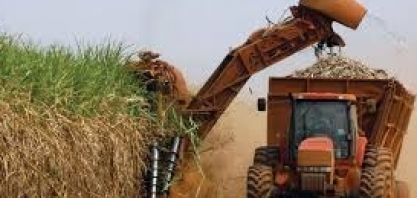 StoneX vê novos recordes para moagem de cana e produção de açúcar do Centro-Sul em 24/25