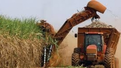 StoneX vê novos recordes para moagem de cana e produção de açúcar do Centro-Sul em 24/25