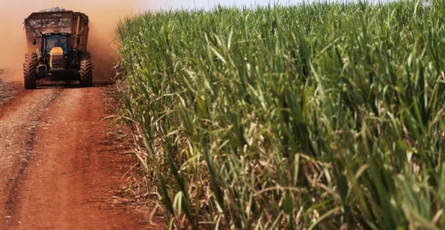Essa nova máxima histórica ocorreria com uma maior destinação da cana para a produção do adoçante. Nacho Doce/Reuters