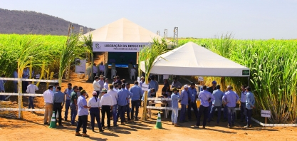 UFAL e Agrovale desenvolvem cultivar resistente ao fungo do carvão da cana-de-açúcar
