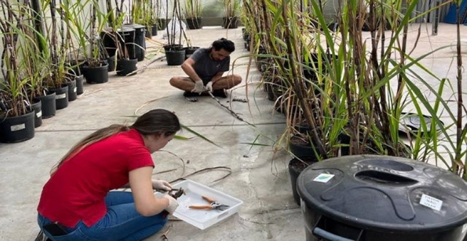 Estudo foi feito no Laboratório de Fisiologia Ecológica de Plantas do IB-USP (foto: acervo dos pesquisadores)