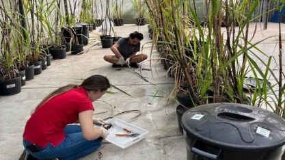 Revisão de estudos mostra papel-chave do Brasil na pesquisa sobre cana-de-açúcar para bioenergia