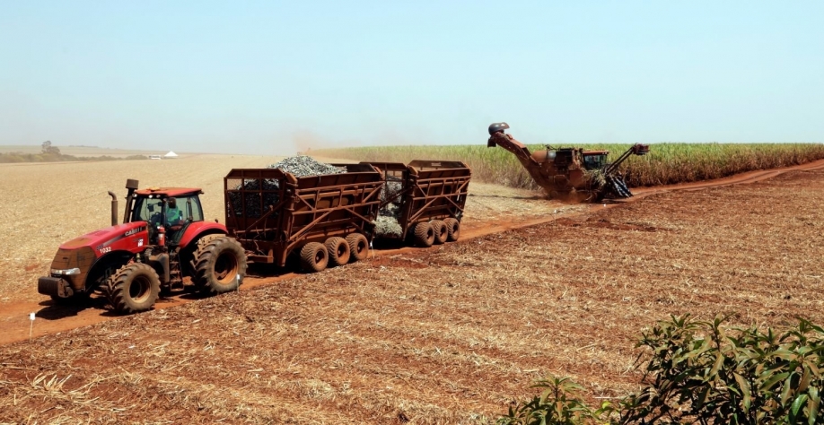  Colheita de cana-de-açúcar em Pradópolis, Brasil.  Paulo Whitaker/Reuters