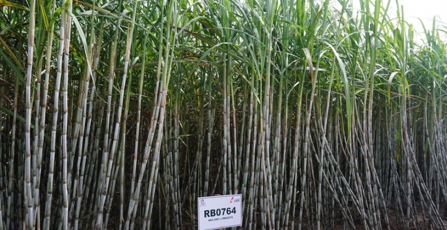 Cana - Foto: Assessoria