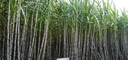 Sindaçúcar-AL: safra 23/24 encerra setembro com crescimento de 3,5% em comparação ao ciclo passado