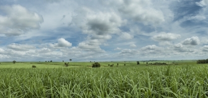 Área de cana em que foi aplicada organomineral saltou de 110 ton/ha para 150 ton/ha