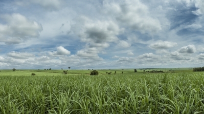 Área de cana em que foi aplicada organomineral saltou de 110 ton/ha para 150 ton/ha