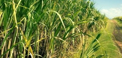 Safra 23/24 processou mais de 3,3 milhões de toneladas de cana