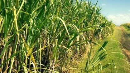 Safra 23/24 processou mais de 3,3 milhões de toneladas de cana