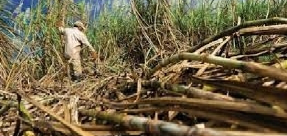 Açúcar: produção na Tailândia deve cair 15% em 2023/24, diz USDA em Bangcoc