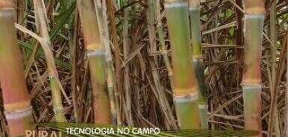 Pesquisadores buscam melhor variedade de cana para a região de Maricá 