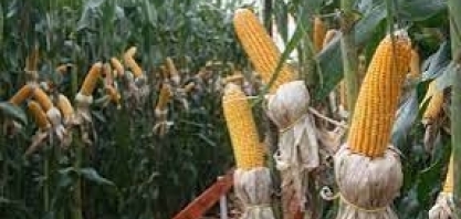 Conab atualiza a estimativa da safra de grãos 2023/2024, que deve chegar a 316,7 milhões de toneladas