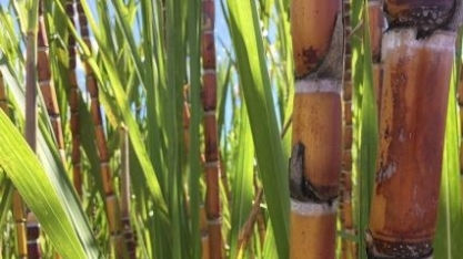 Finep investe R$ 180 milhões em ciência da cana