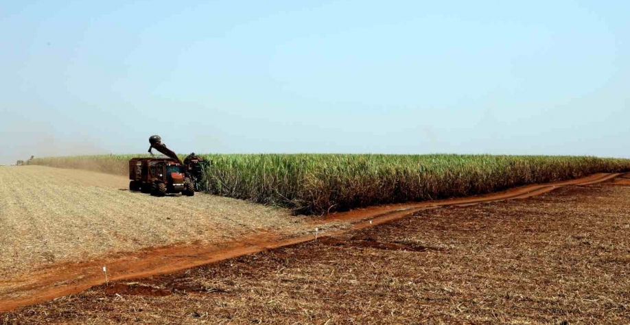 Caso não consiga processar toda a cana que está nos campos, uma parte pode ficar para a próxima safra. Paulo Whitaker