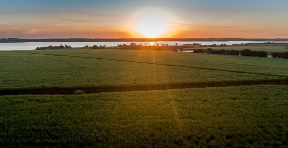 Área agrícola da unidade Frutal da BP Bunge Bioenergia, em Minas Gerais