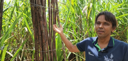 Barreto, gerente de irrigação da São José Agroindustrial, explica como produzir cana gigante