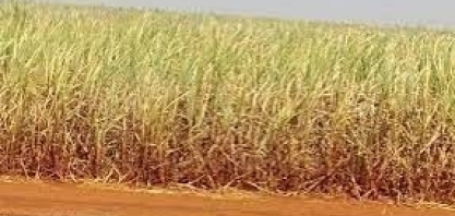 Açúcar: seca é bem-vinda em termos de fluxos comerciais, mas sua longa duração pode levantar preocupação sobre safra 24/25; entenda os motivos  