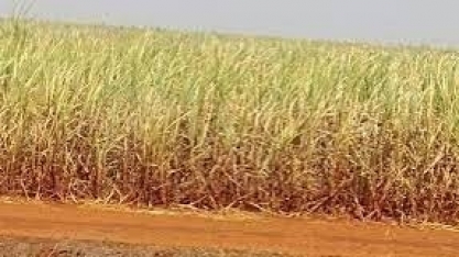 Açúcar: seca é bem-vinda em termos de fluxos comerciais, mas sua longa duração pode levantar preocupação sobre safra 24/25; entenda os motivos  