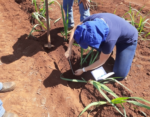 Gotejamento é o método mais eficaz de irrigação, uma vez que seus tubos gotejadores ficam enterrados e com livre acesso às raízes das plantas 
