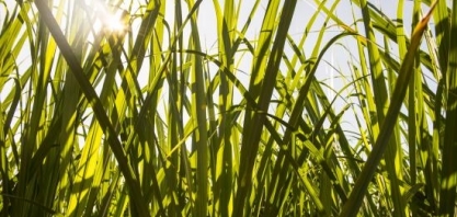 Novo centro da FAPESP tem a missão de reduzir emissões e aumentar o sequestro de carbono na agricultura