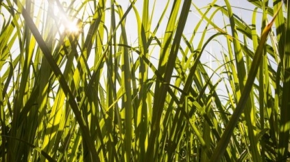 Novo centro da FAPESP tem a missão de reduzir emissões e aumentar o sequestro de carbono na agricultura