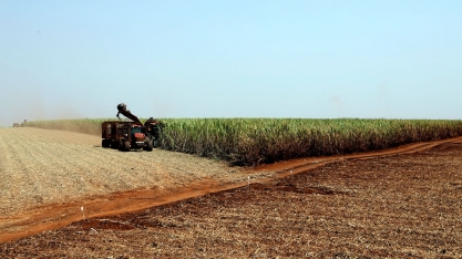 Safra de cana-de-açúcar terá volume recorde em Minas Gerais