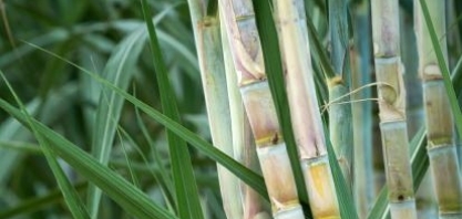 Estudo da Fundação Seade destaca relevância do setor sucroenergético na economia paulista