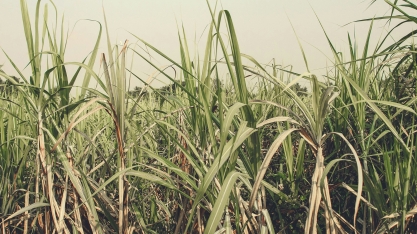 Brasil dispara e lidera pesquisa científica sobre cana-de-açúcar no mundo