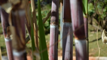 SAFRAS reduz estimativa para safra 2023/24 de cana do Centro-Sul