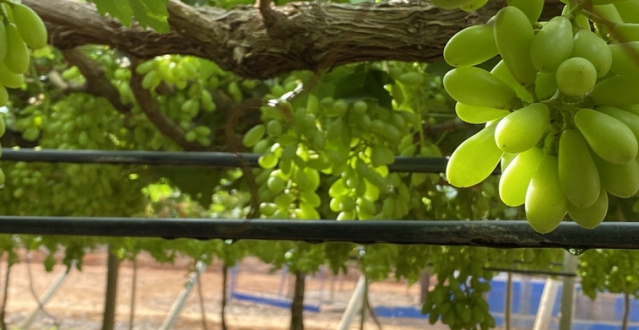 Irrigação por gotejamento em uva